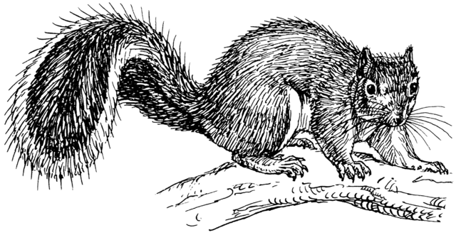 640px-Squirrel_(PSF).png
